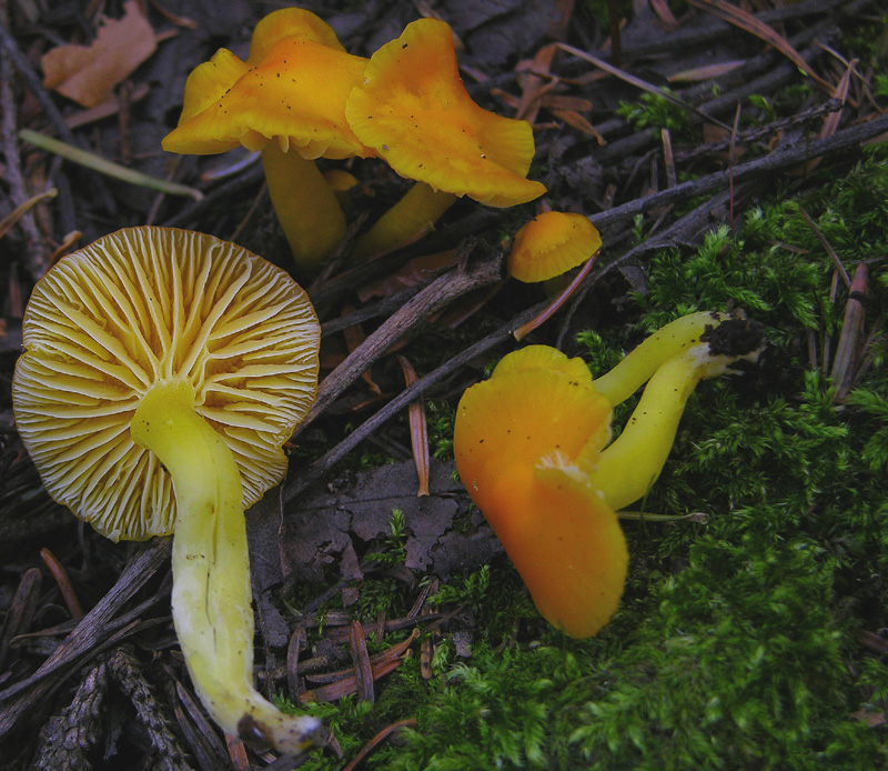 Hygrocybe da determinare.
